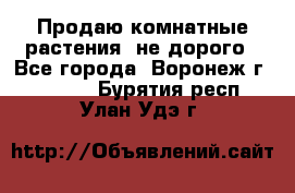 Продаю комнатные растения  не дорого - Все города, Воронеж г.  »    . Бурятия респ.,Улан-Удэ г.